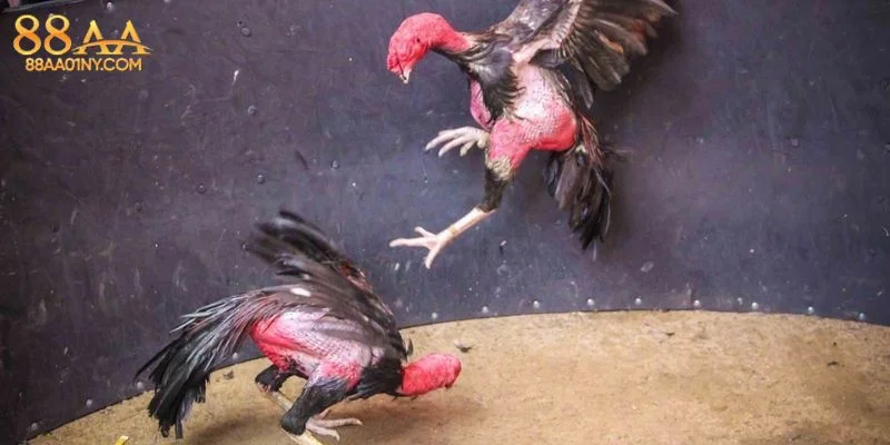 Đá Gà cựa dao